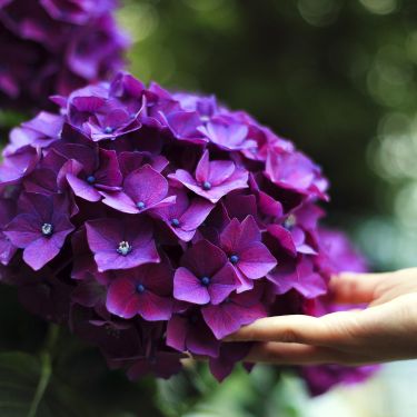 Plantning og pasning af hortensia